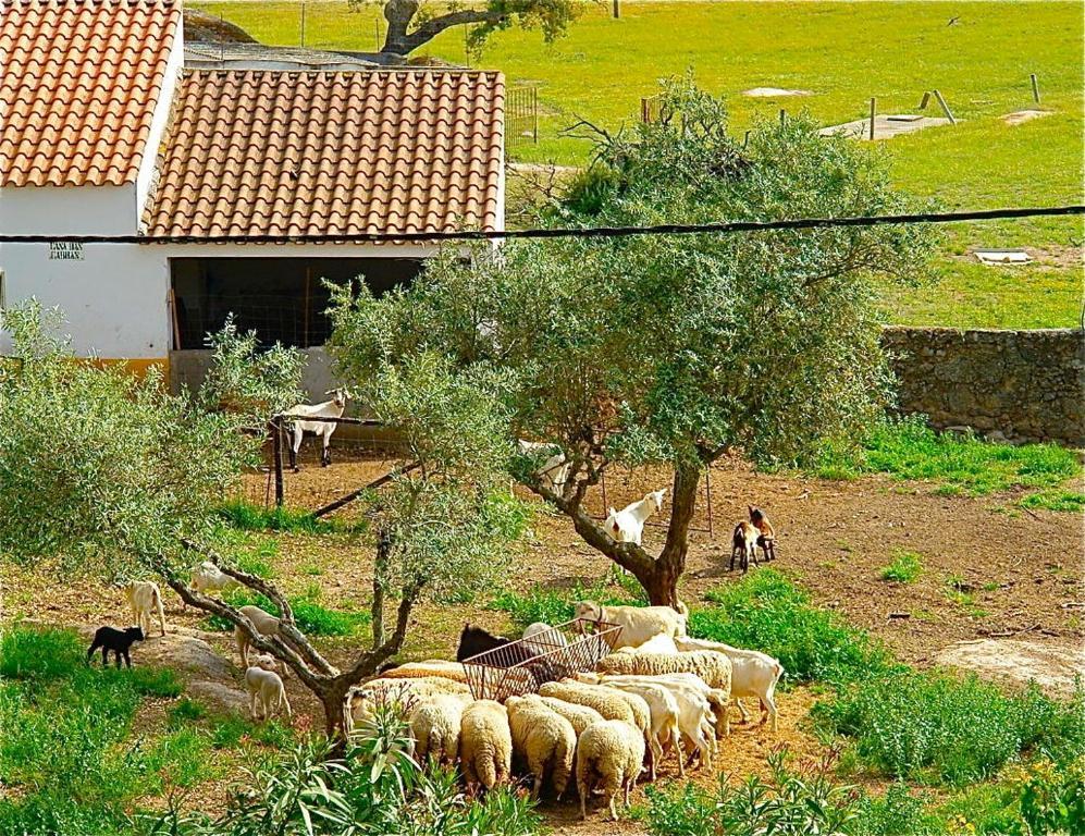 Ferienwohnung Quinta Da Bela Vista Póvoa e Meadas Exterior foto